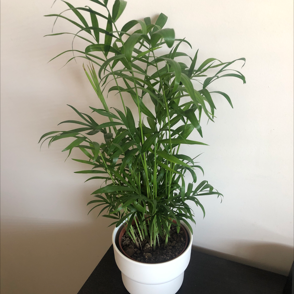 Parlour Palm plant photo by @Eric.cai named Your plant on Greg, the plant care app.