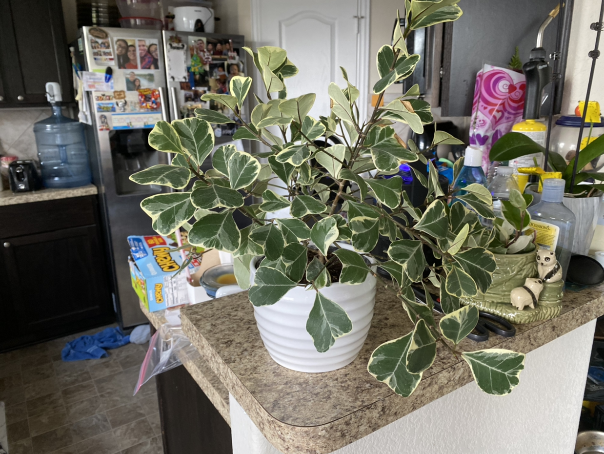 Photo of the plant species Ficus triangularis 'Variegata' by @hp04 named Fi Tri Vari on Greg, the plant care app