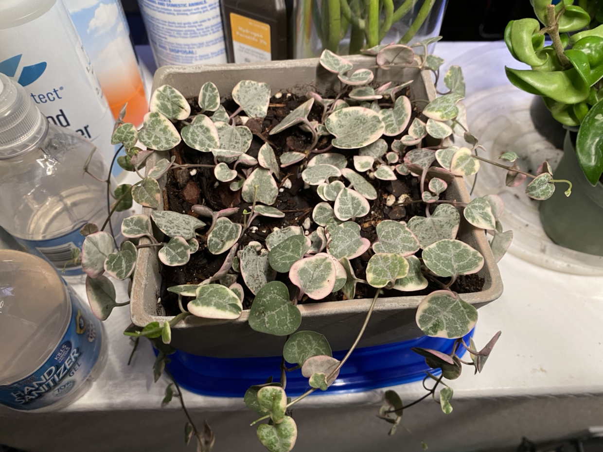 String of Hearts plant photo by @hp04 named Vsoh on Greg, the plant care app.