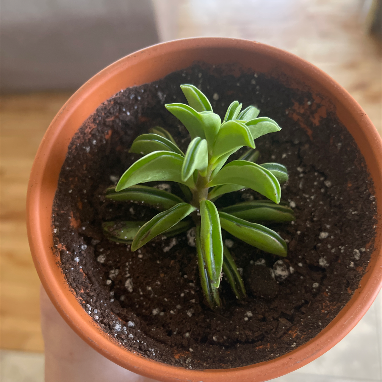 Pincushion Peperomia plant in a terracotta pot with visible soil, held by a hand.