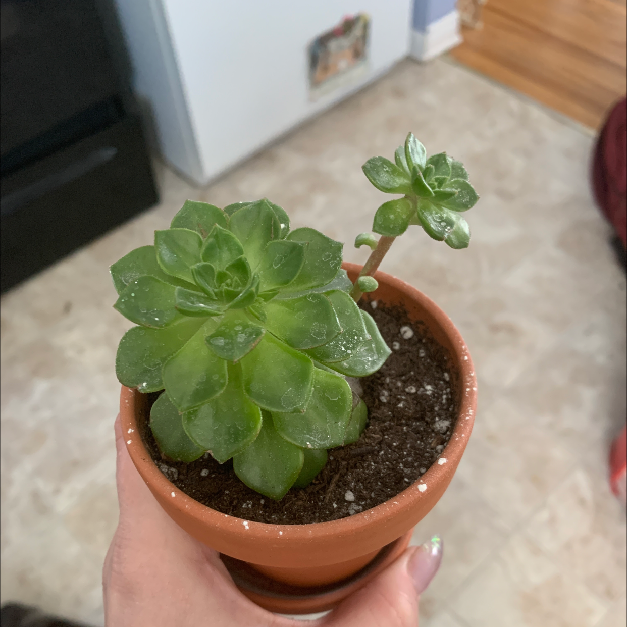 Palmer's Sedum plant in a terracotta pot held by a hand, with green, fleshy leaves.