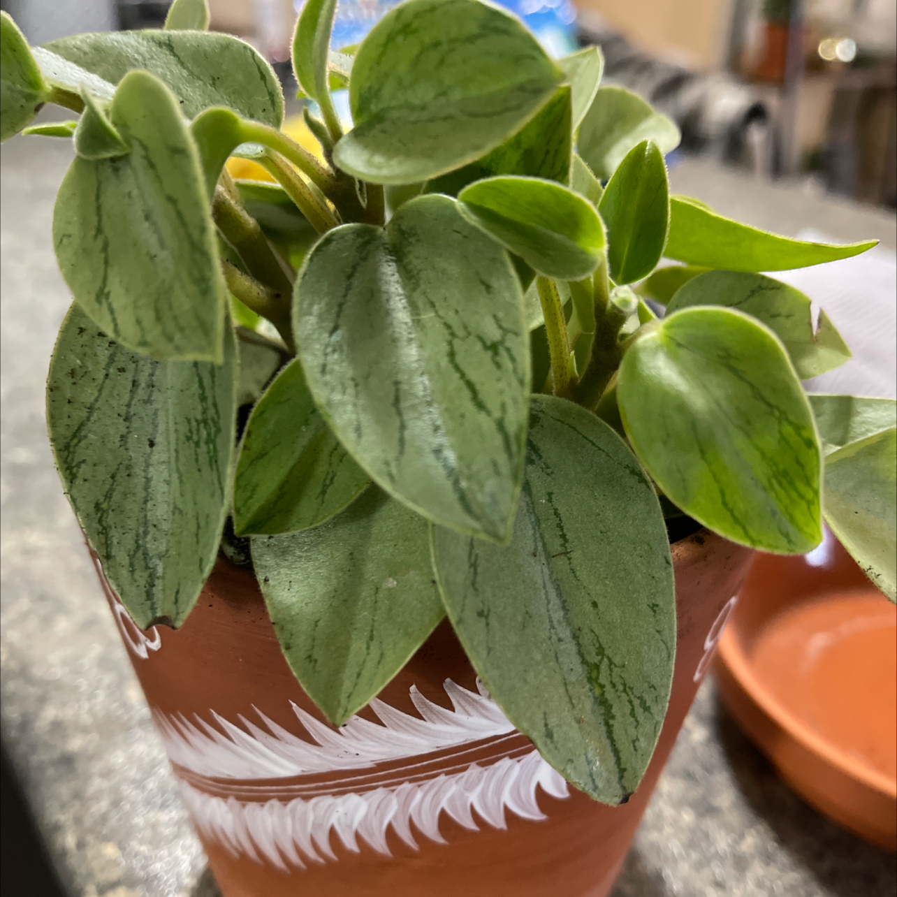 Teardrop Peperomia plant in a decorative pot with healthy green leaves.
