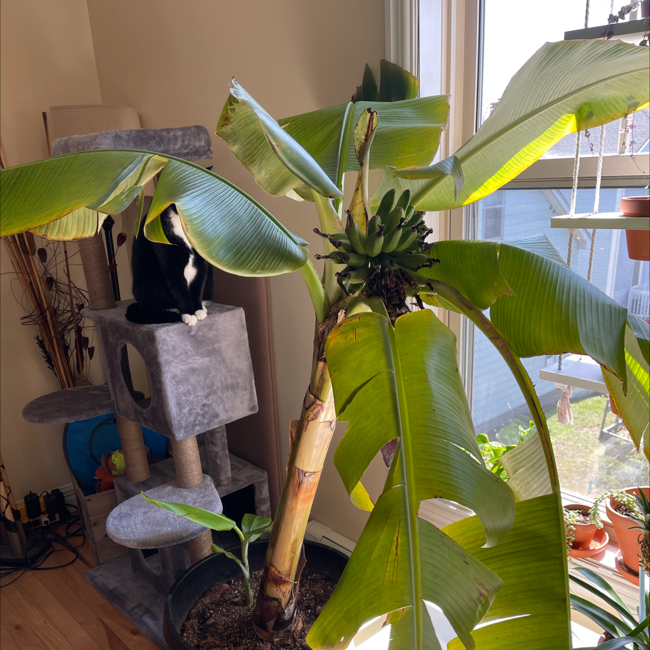 Indoor banana plant near a window with a small bunch of bananas forming and a cat in the background.