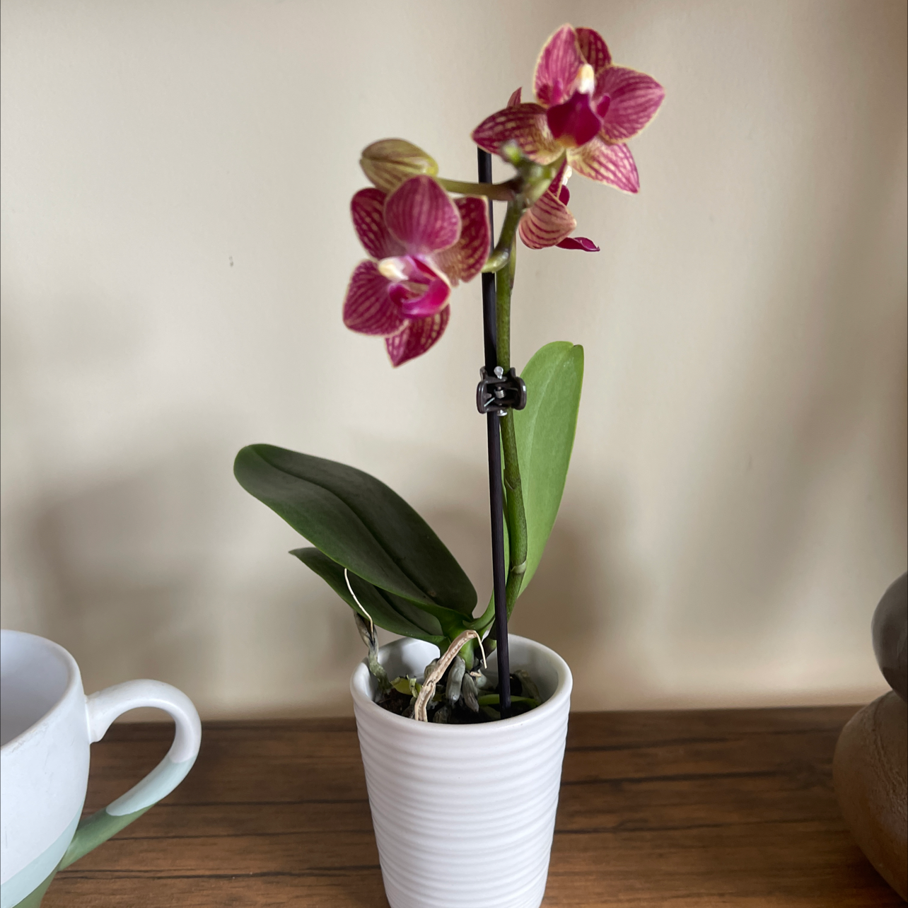 Mini Phalaenopsis Orchid in a white pot with vibrant flowers and green leaves.