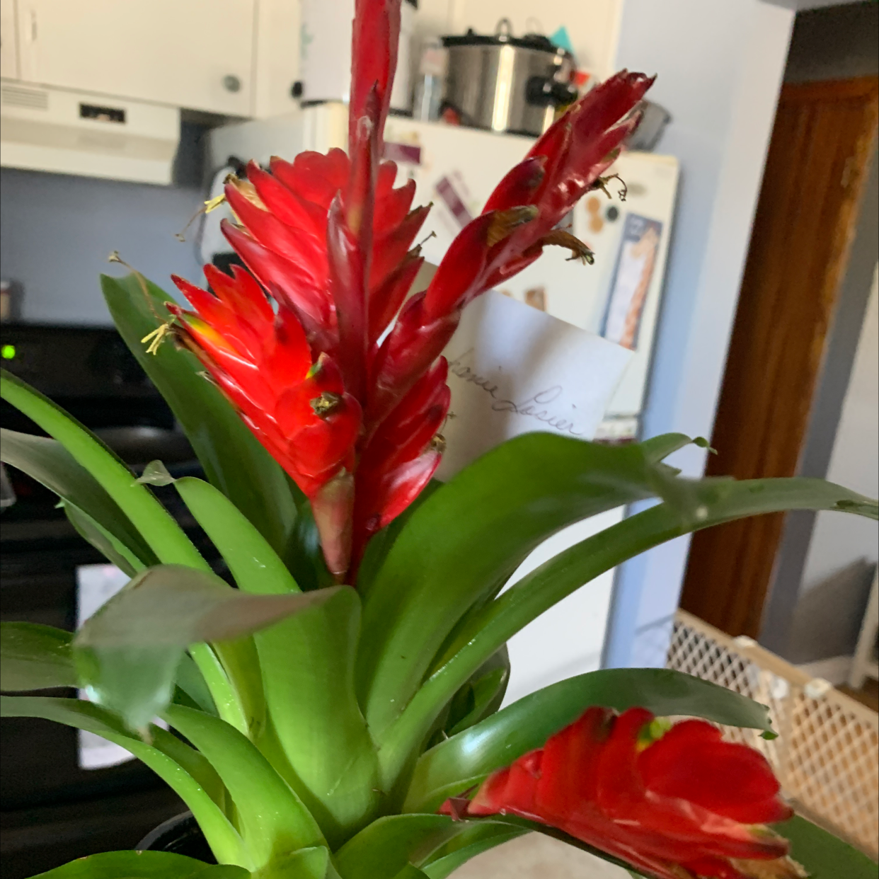 Flaming Sword Bromeliad with vibrant red flowers and healthy green leaves indoors.