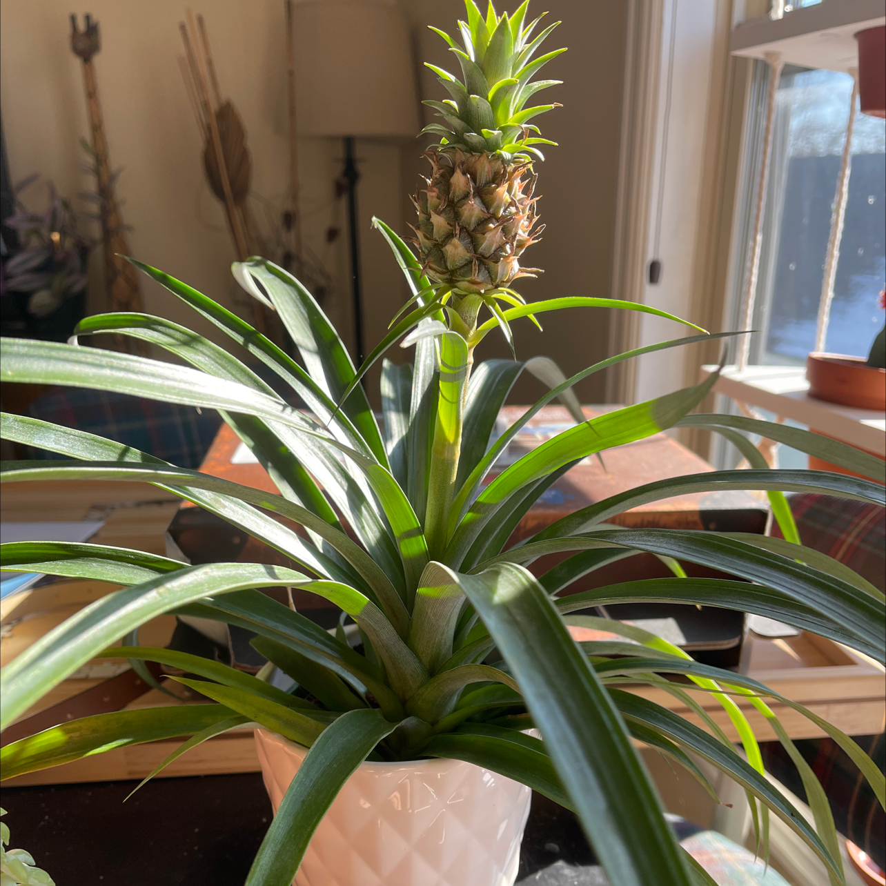 A healthy, thriving pineapple plant with long spiky green leaves growing in a terracotta pot indoors on hardwood floor.