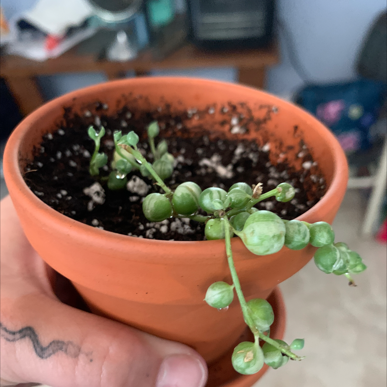 Variegated String of Pearls plant in a terracotta pot held by a hand.