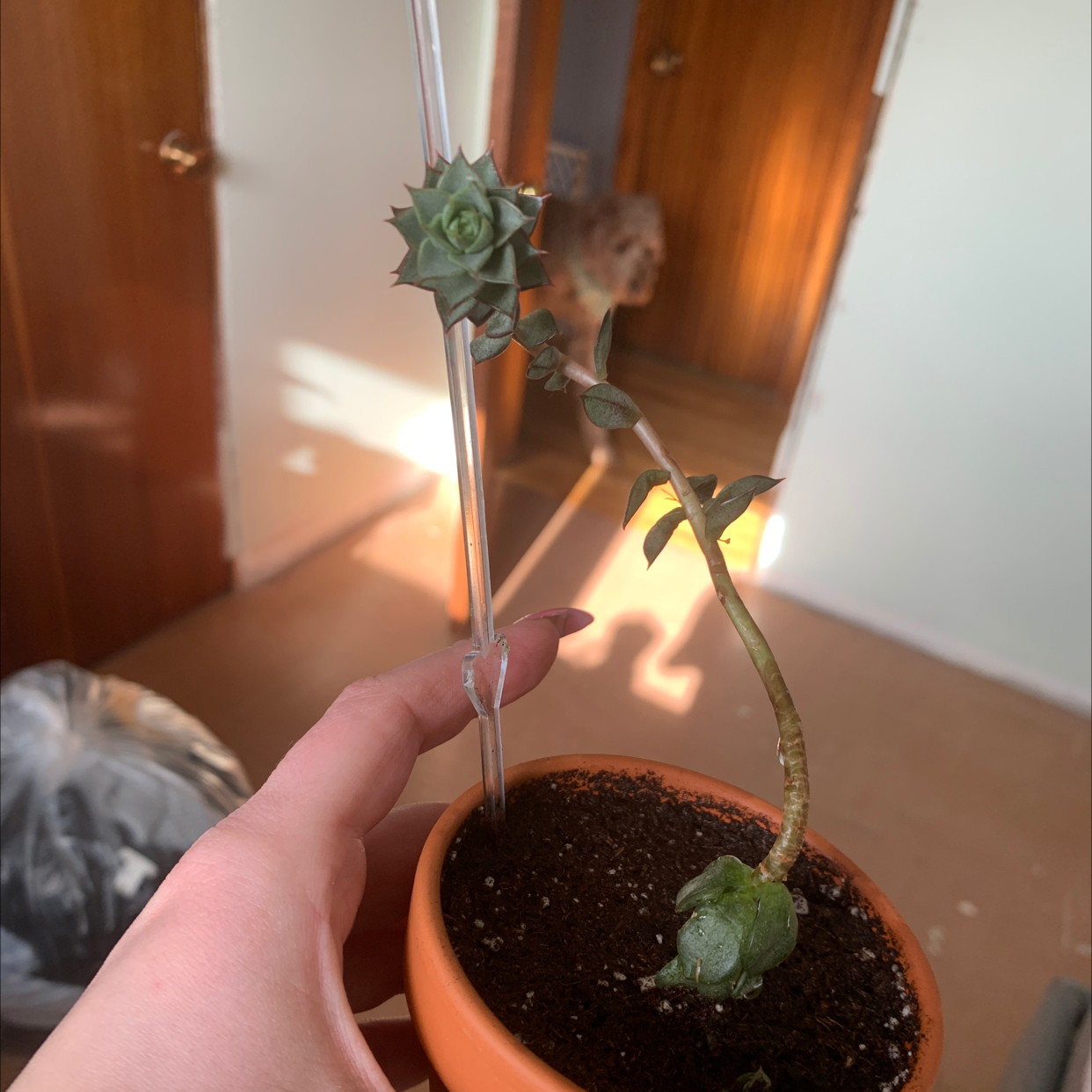 Potted Echeveria 'Topsy Turvy' with long stem, sparse leaves, and visible soil held by a hand.