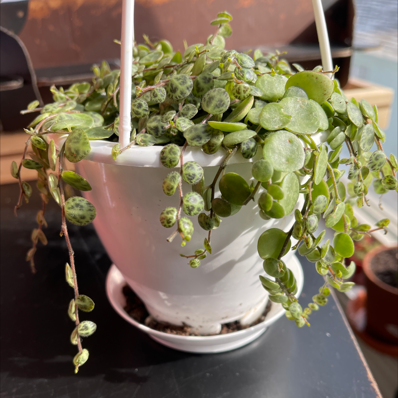 String of Turtles plant in a white hanging pot with visible soil and vibrant green leaves.