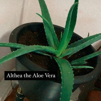 Aloe Vera plant in Moncton, New Brunswick