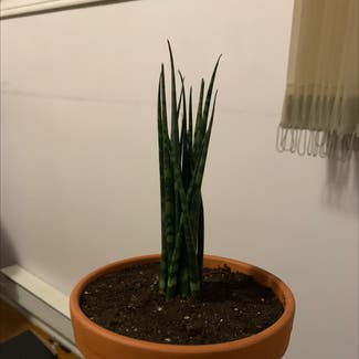 Cylindrical Snake Plant plant in Moncton, New Brunswick