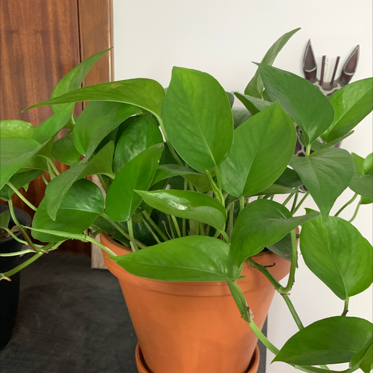 Photo of the plant species Jade Pothos by @stephhlo named Jade on Greg, the plant care app