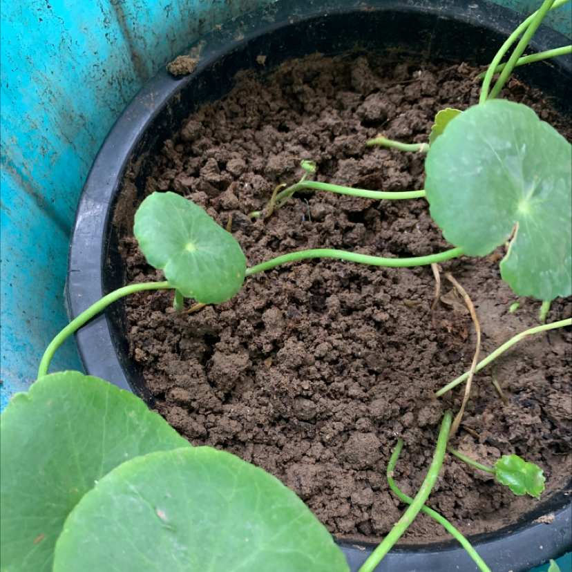 Potted Manyflower Marshpennywort plant with round green leaves and visible soil.