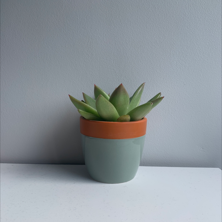 Potted Crassula cotyledonis succulent plant with thick, fleshy leaves.