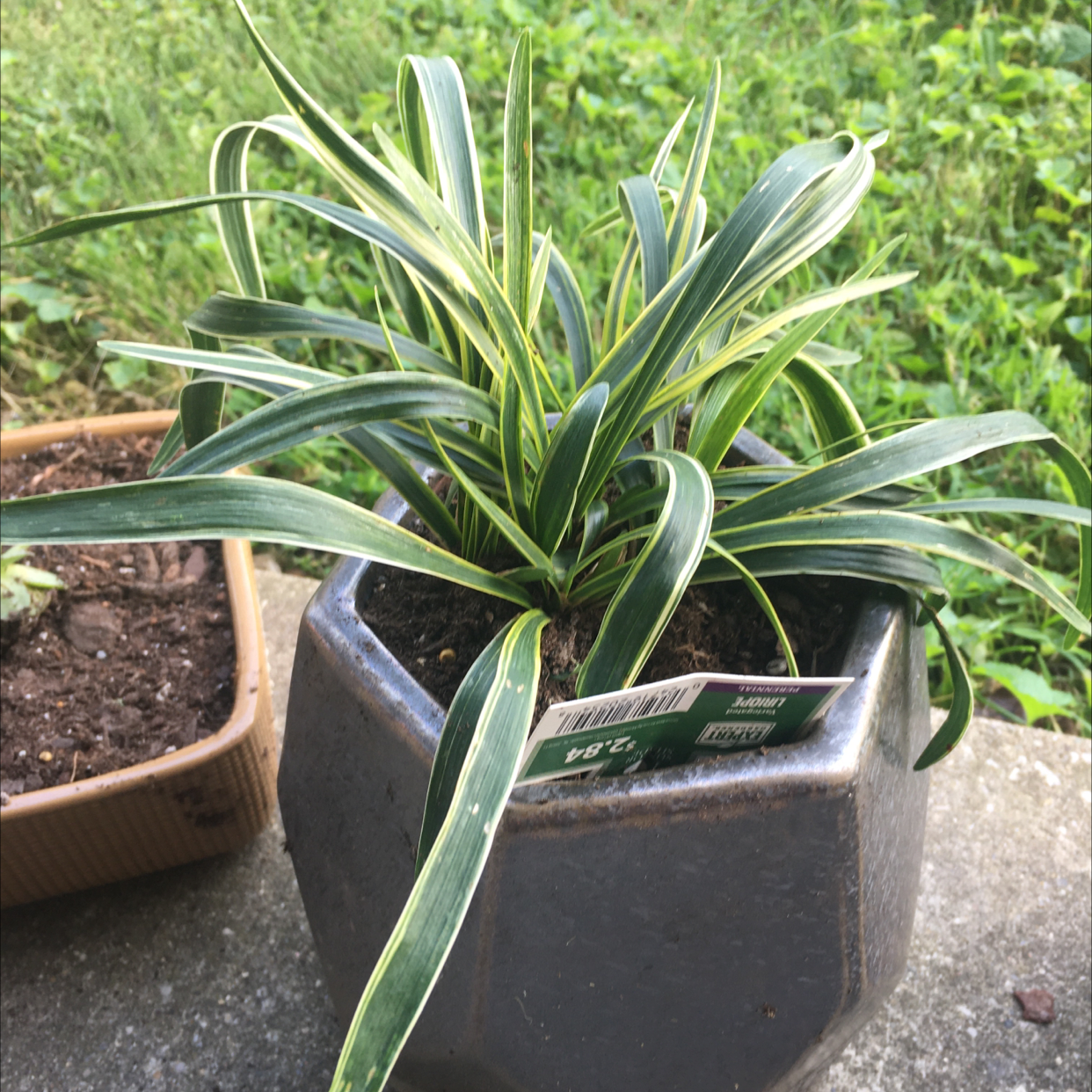 Photo of the plant species Creeping lilyturf by Tiffany named Lirio on Greg, the plant care app