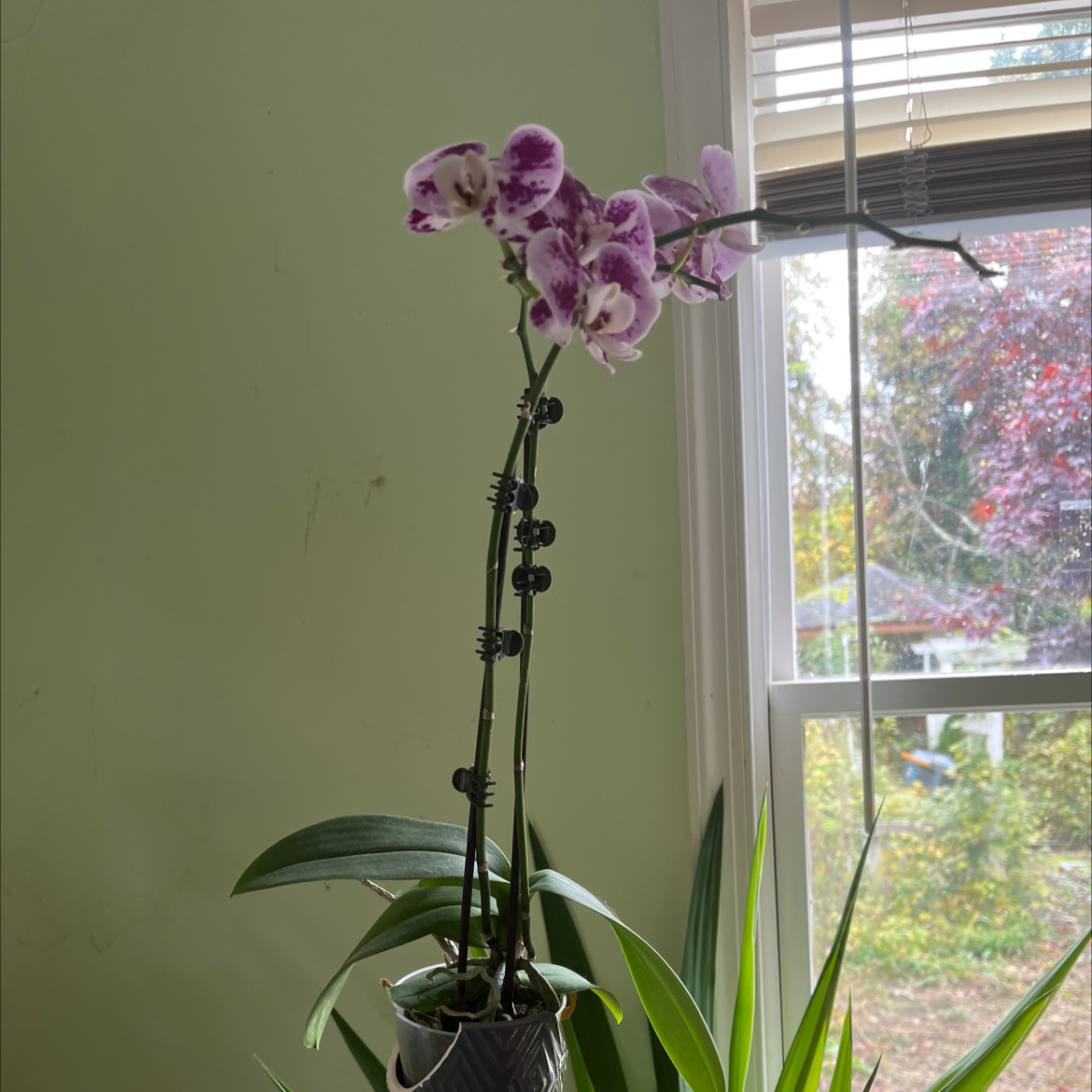 Phalaenopsis Orchid with purple and white flowers near a window.