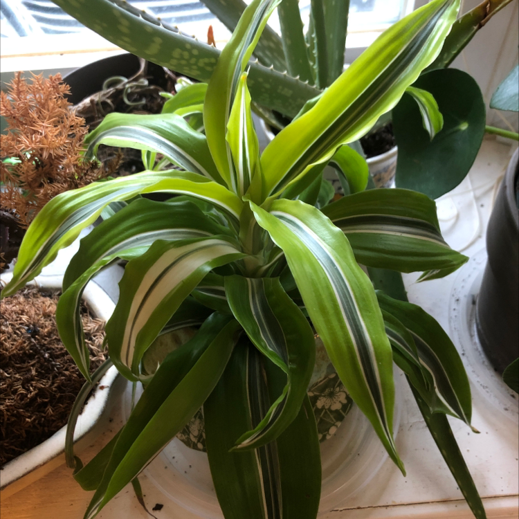 Healthy Song of India plant with lush green and white striped leaves in a white pot, filling the frame.