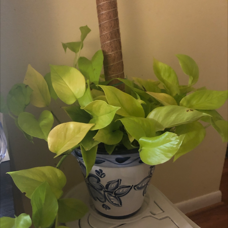 Neon Pothos plant in a decorative pot with some yellowing leaves.