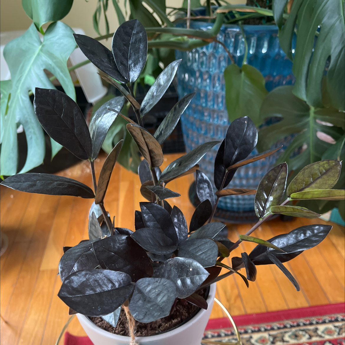 Raven ZZ Plant with dark, glossy leaves in a pot with visible soil.