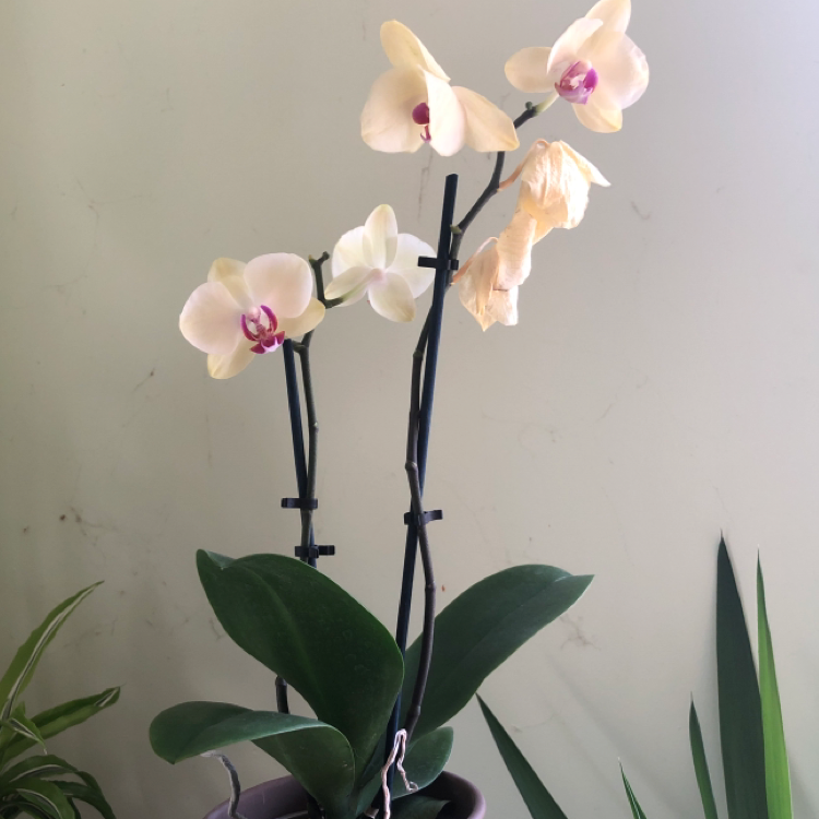 Phalaenopsis Orchid with several flowers, some wilting, supported by stakes.