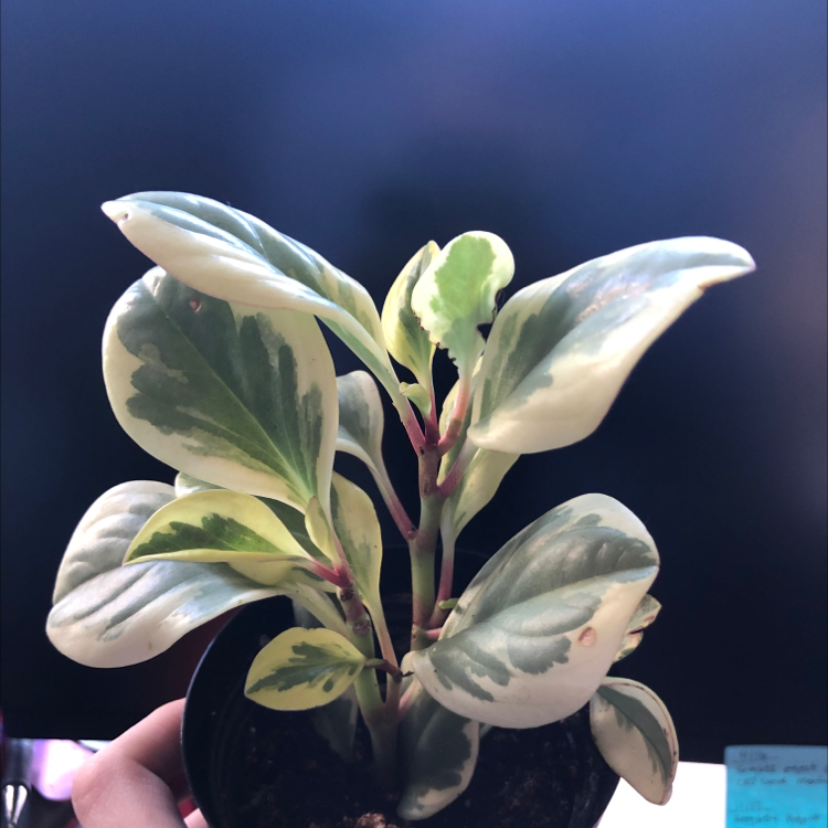 Closeup of a variegated Baby Rubber Plant held in hands, showing vibrant green and white glossy rounded leaves with slight yellowing.
