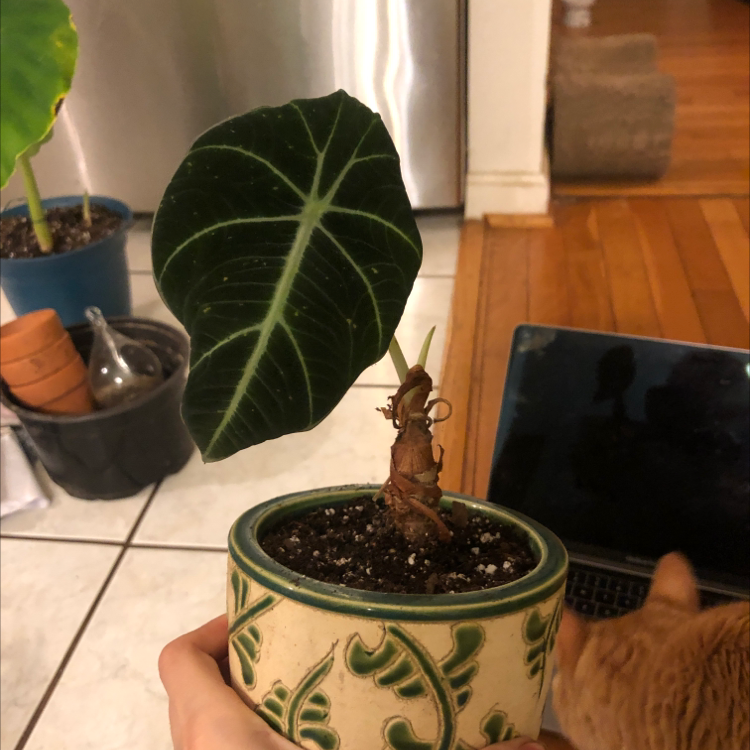 Black Velvet Alocasia plant in a decorative pot with a single prominent leaf and visible soil.