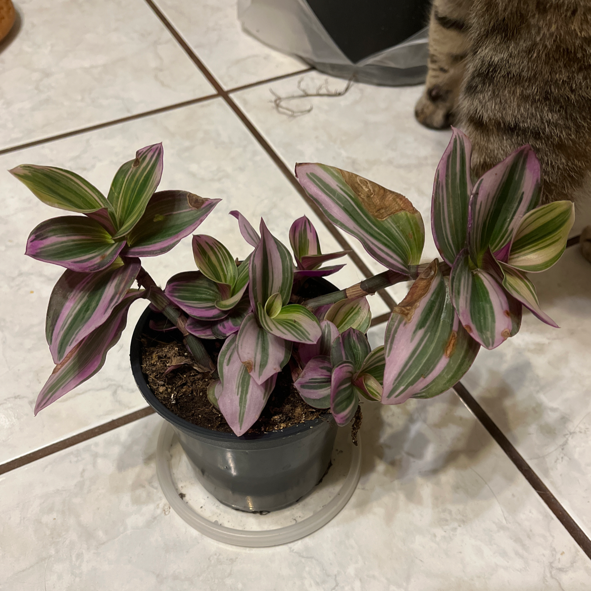 A healthy Tradescantia fluminensis 'Tricolor' plant in a pot, with green and purple striped leaves arranged in a rosette. A cat's paw is visible.