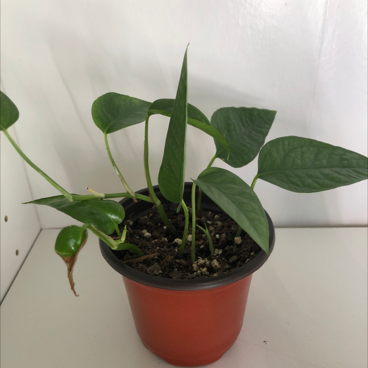Cebu Blue Pothos plant in a small pot with visible soil and a browning leaf tip.