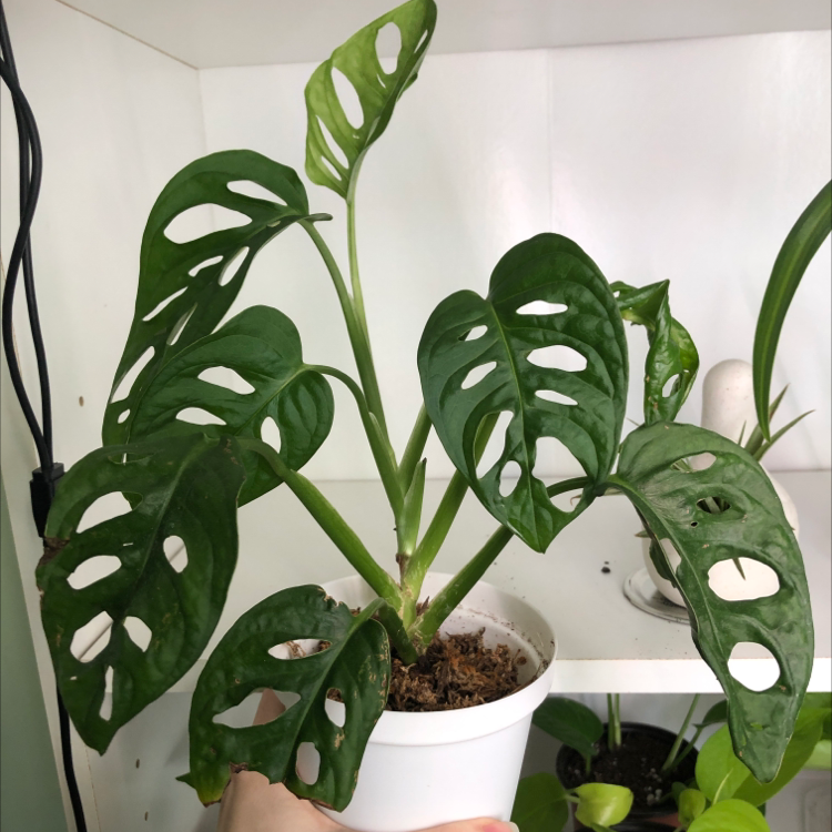 Swiss Cheese Vine (Monstera adansonii) in a white pot with perforated leaves, held by a hand.