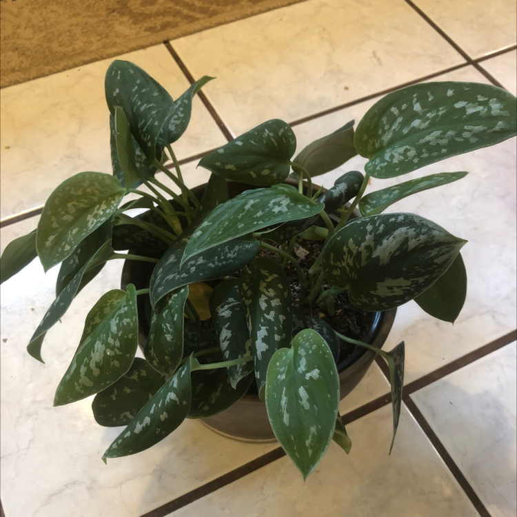 Healthy satin pothos plant with lush, silvery-mottled green foliage, well-framed on tiled floor.