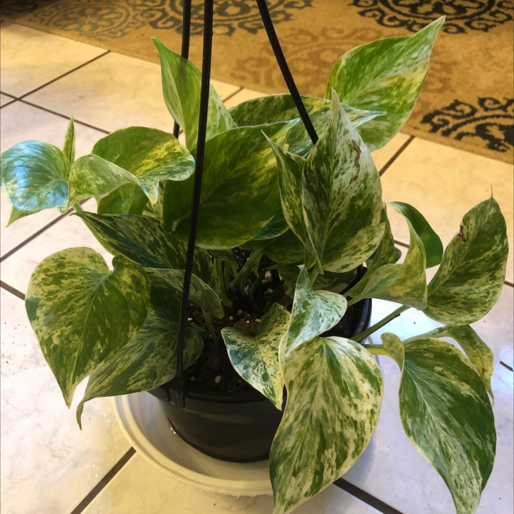 Marble Queen Pothos plant in a hanging pot with variegated green and white leaves.