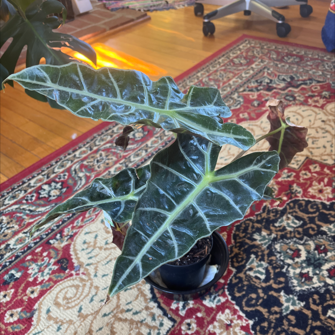 Alocasia Amazonica 'Polly' plant in a pot on a patterned rug with some browning leaf edges.