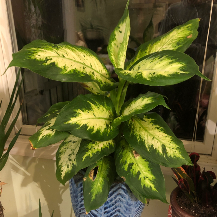 A healthy, vibrant green and yellow variegated Dieffenbachia plant in a blue and white patterned ceramic pot.