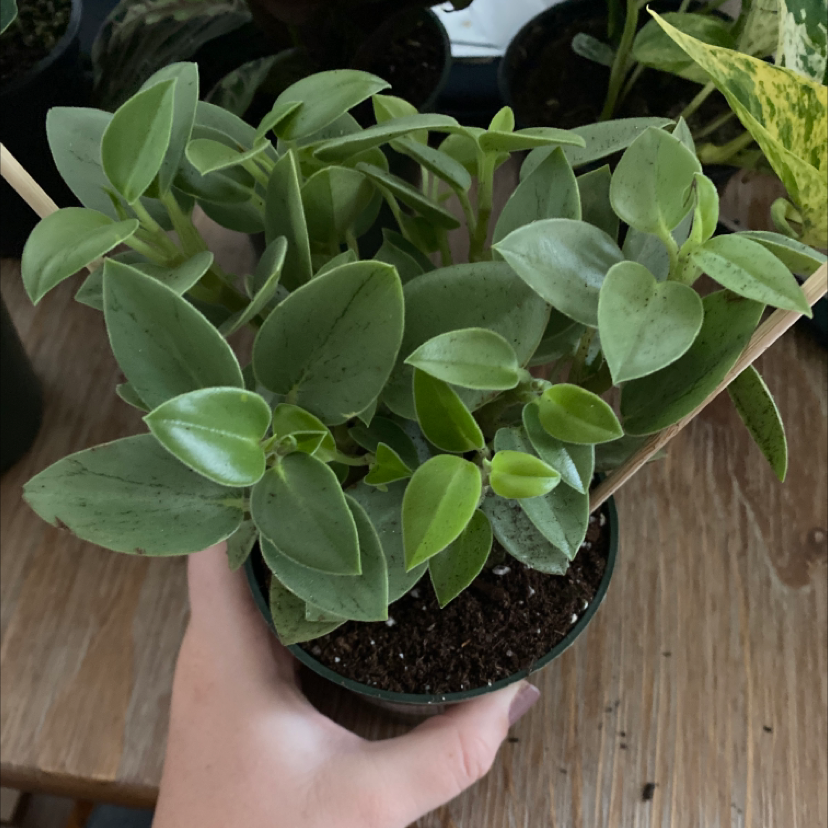 Teardrop Peperomia plant with healthy green leaves held by a hand.