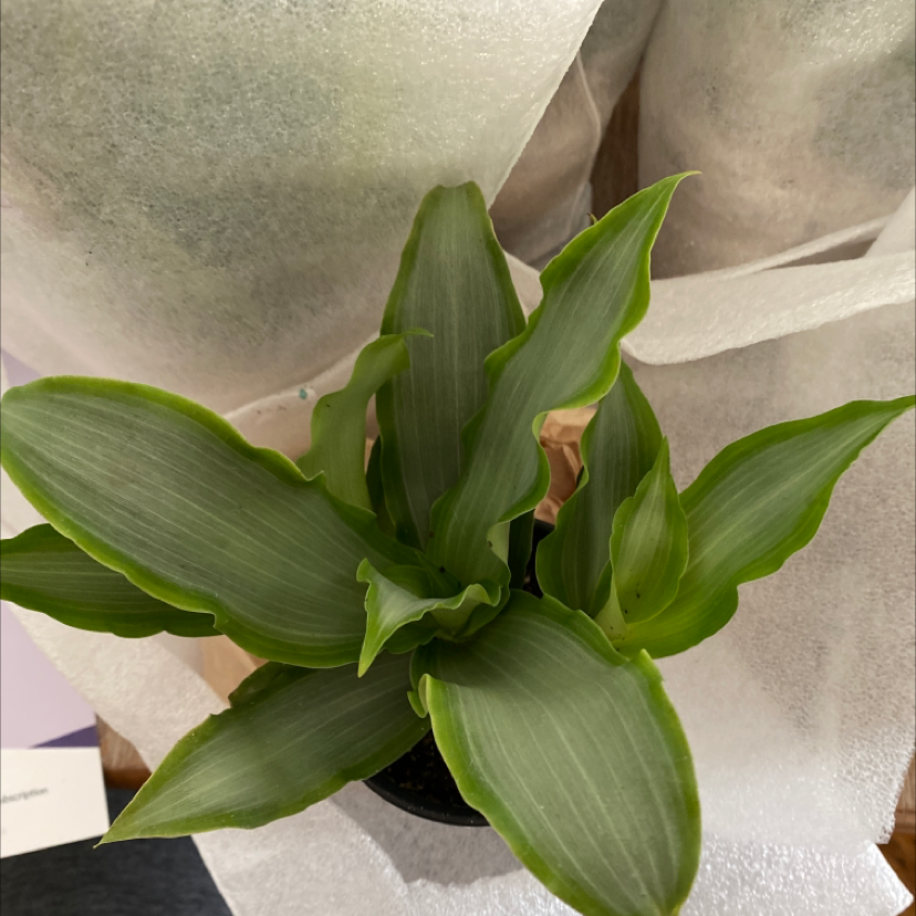 Healthy Basket Plant with vibrant green leaves.