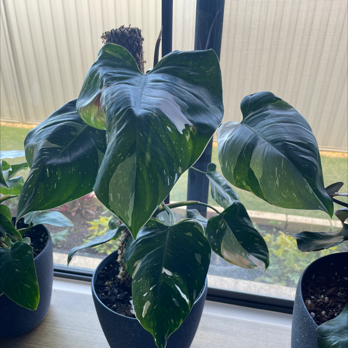Philodendron 'White Princess' plant photo by @Staceymm named Mumma white on Greg, the plant care app.