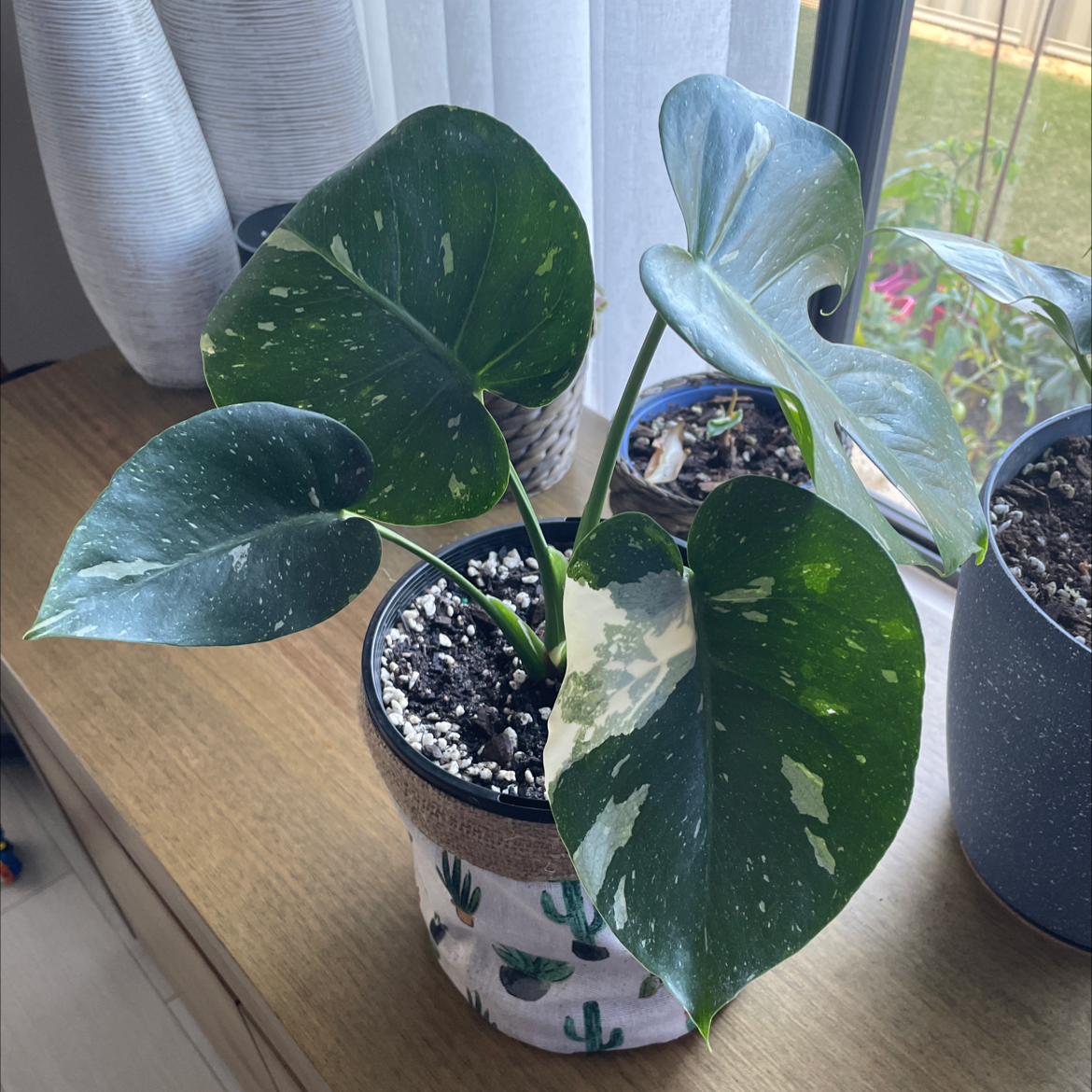 Thai Constellation Monstera plant photo by @Staceymm named Baby Thai on Greg, the plant care app.