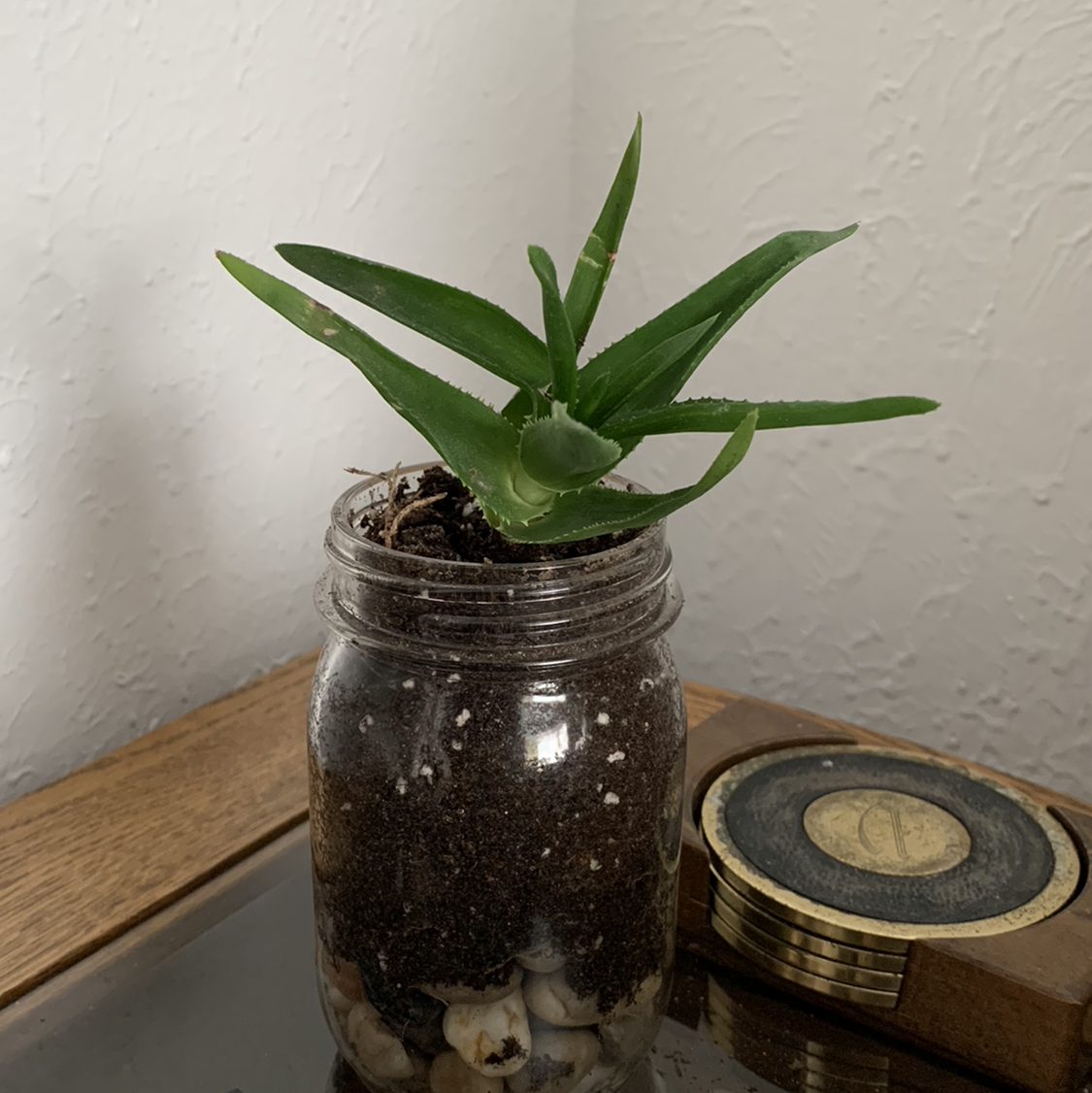 Short-Leaved Aloe plant in a glass jar with soil and stones, appearing healthy.