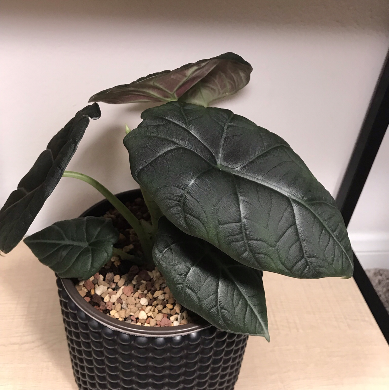 Potted Alocasia 'Maharani' plant with dark green, textured leaves.