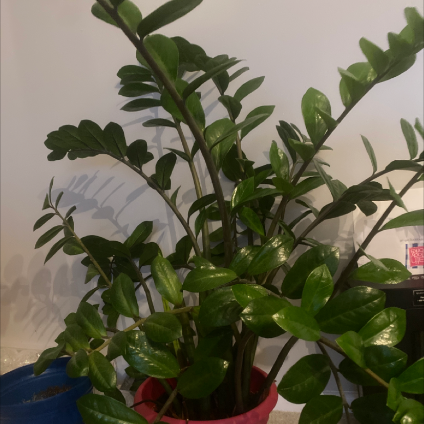 Zamioculcas Zamiifolia plant photo by Nicole named Princess on Greg, the plant care app.
