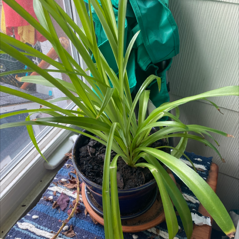 Spider Plant plant photo by @Gdm1029 named JD jr on Greg, the plant care app.