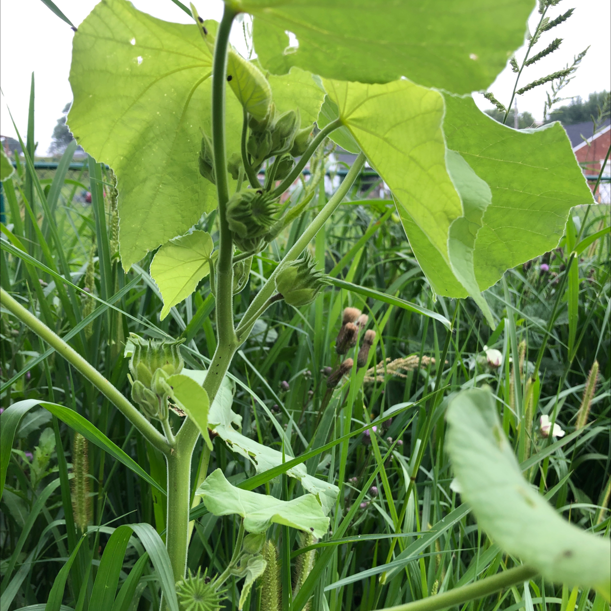 Velvetleaf plant with large, heart-shaped leaves and visible buds surrounded by other vegetation.