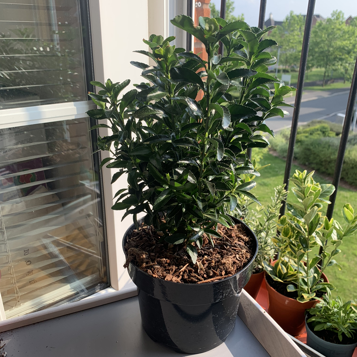 Potted Japanese Spindle plant on a windowsill with visible soil and healthy green leaves.