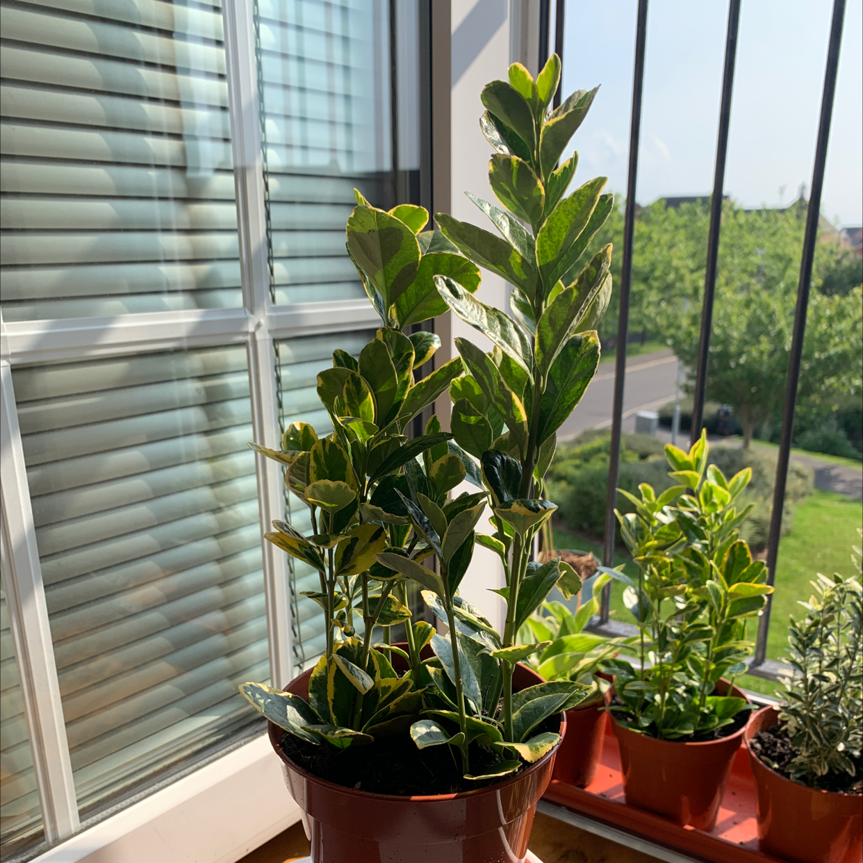 Potted Japanese Spindle plant near a window with vibrant green leaves.