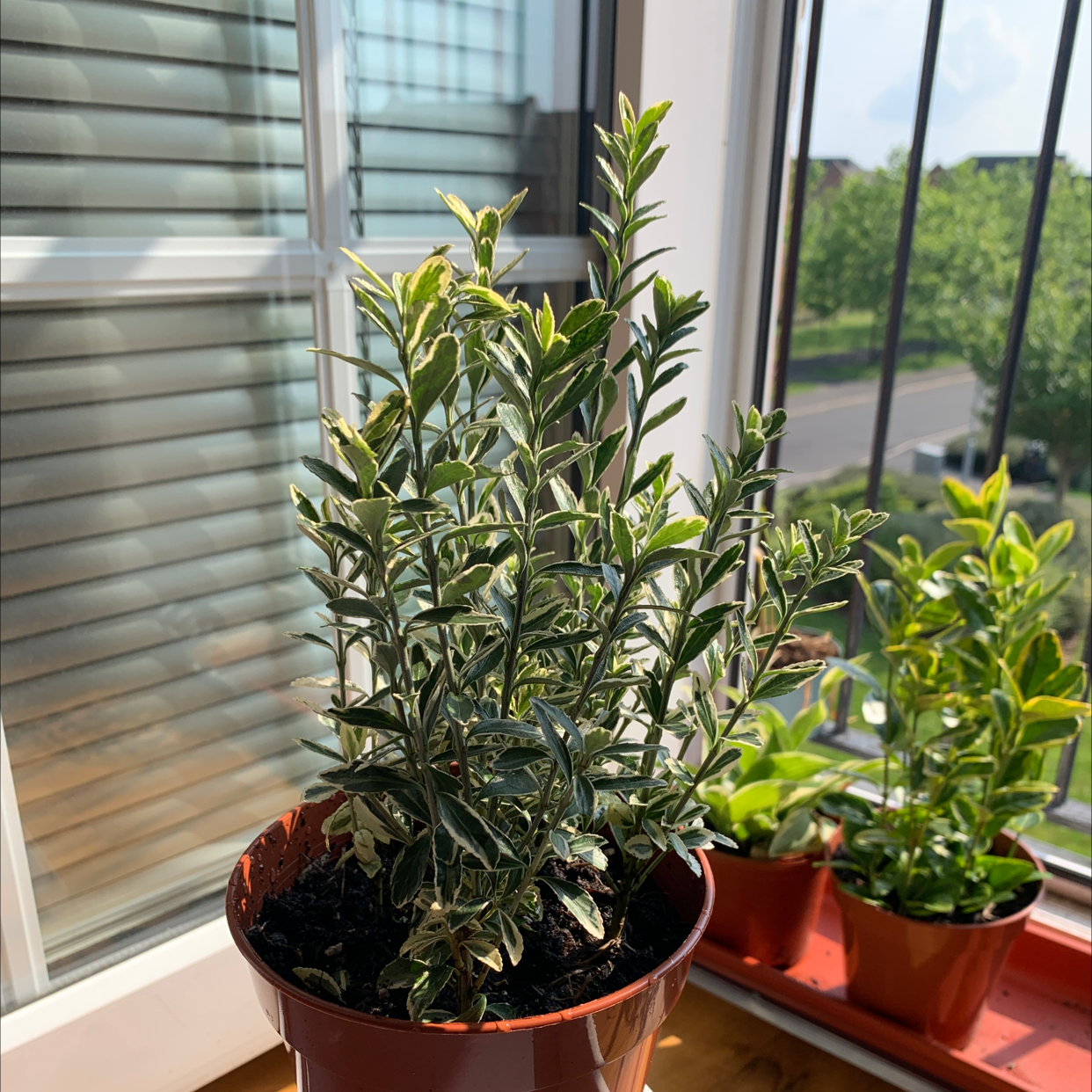 Potted Japanese Spindle plant indoors near a window, healthy with visible soil.