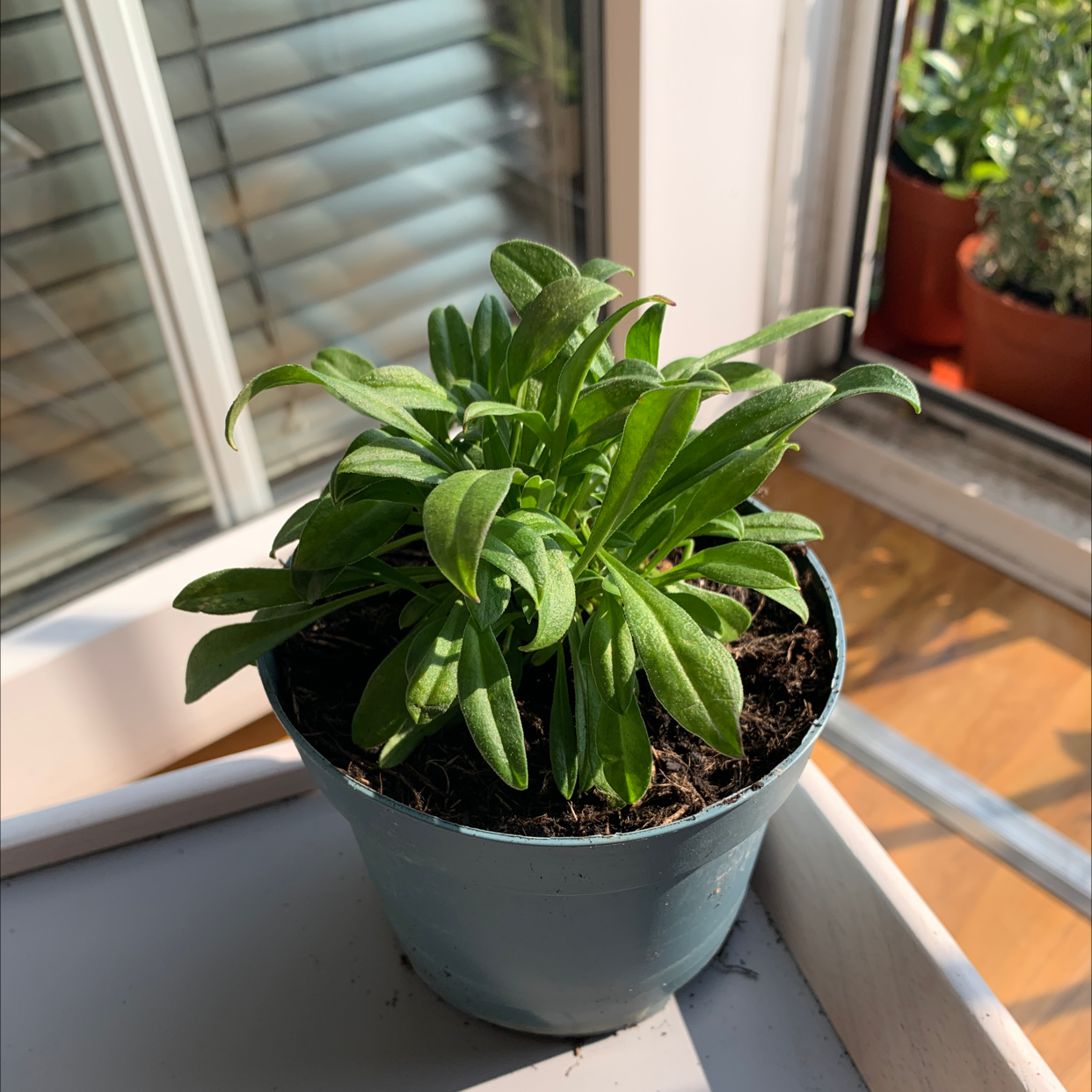 Photo of the plant species Euphorbia by @Slothmilk1801 named Your plant on Greg, the plant care app