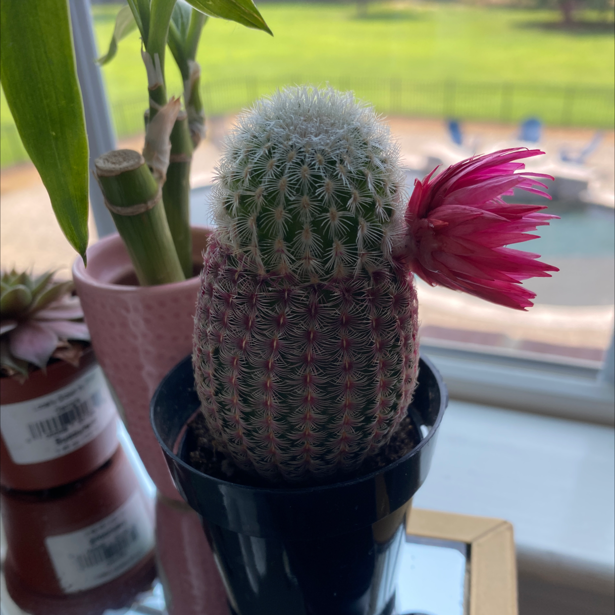Comb Hedgehog Cactus with a pink flower in a pot, well-framed and in focus.