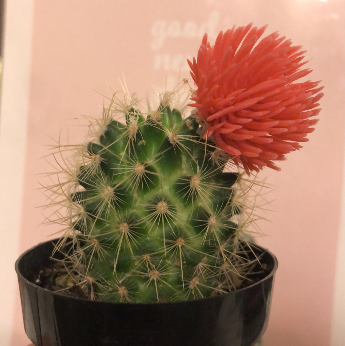 Spiny Pincushion Cactus with a red flower in a black pot.