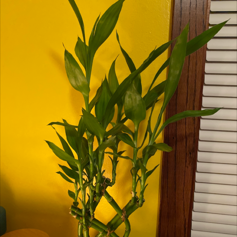 Lucky Bamboo plant photo by @Mejai13 named Remington on Greg, the plant care app.