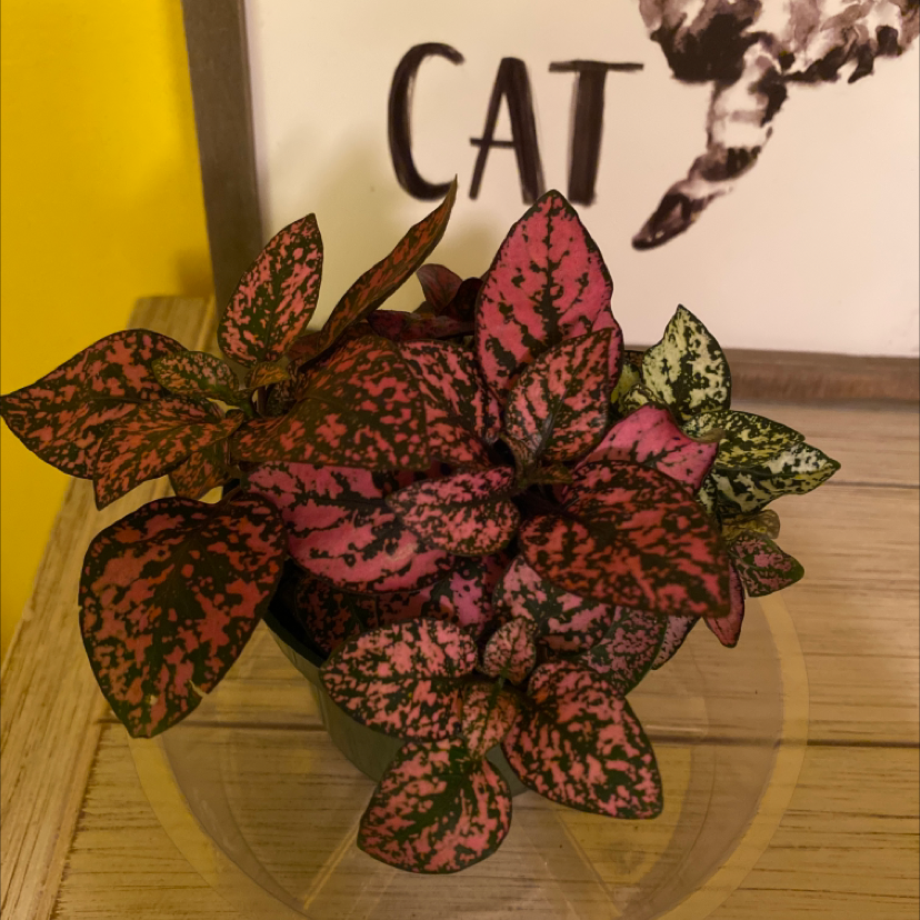 Polka Dot Plant plant photo by @Mejai13 named Nemo on Greg, the plant care app.